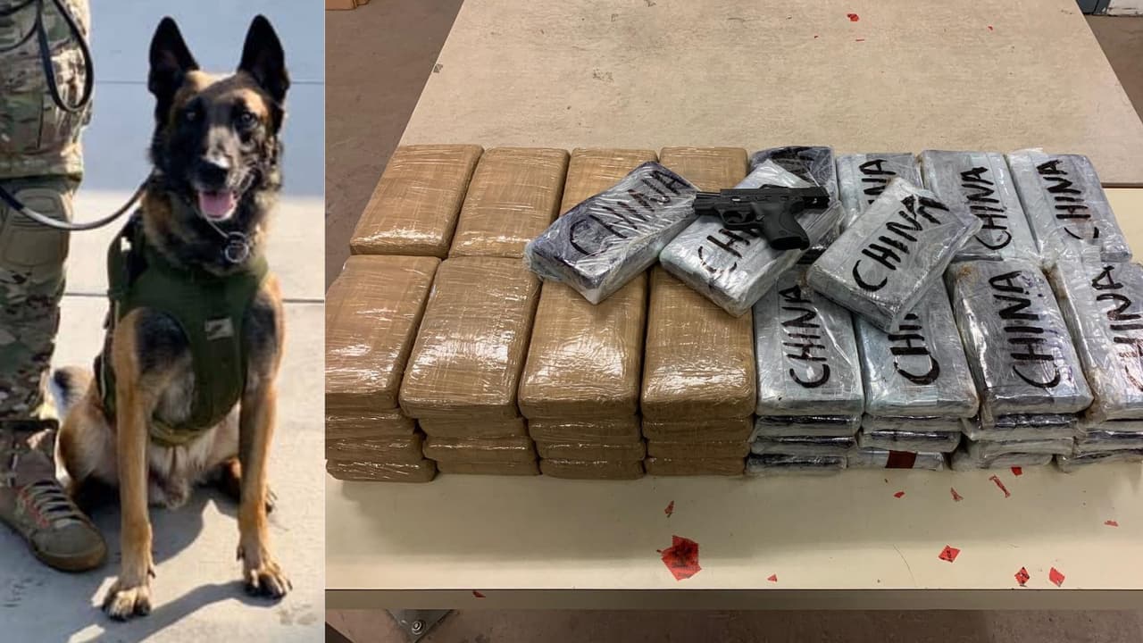 Perro policía descubre cargamento de cocaína valorado en más de $5 millones