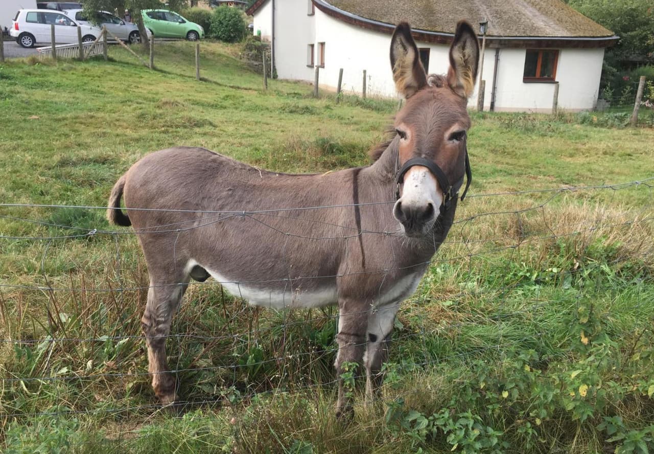 En esta imagen sin fecha de Hit Radio FFH, el burro "Vitus" en su prado en Schlitz, en el centro de Alemania. El propietario de un deportivo McLaren acudió a los tribunales en Alemania para intentar que el dueño de un burro pague los daños que supuestamente causó el animal al mordisquear el vehículo. (Hit Radio FFH/dpa via AP)