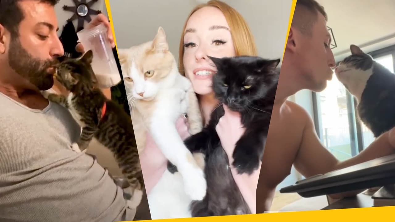 Odiaban a los gatos y ahora no pueden vivir sin ellos: así los conquistaron los michis