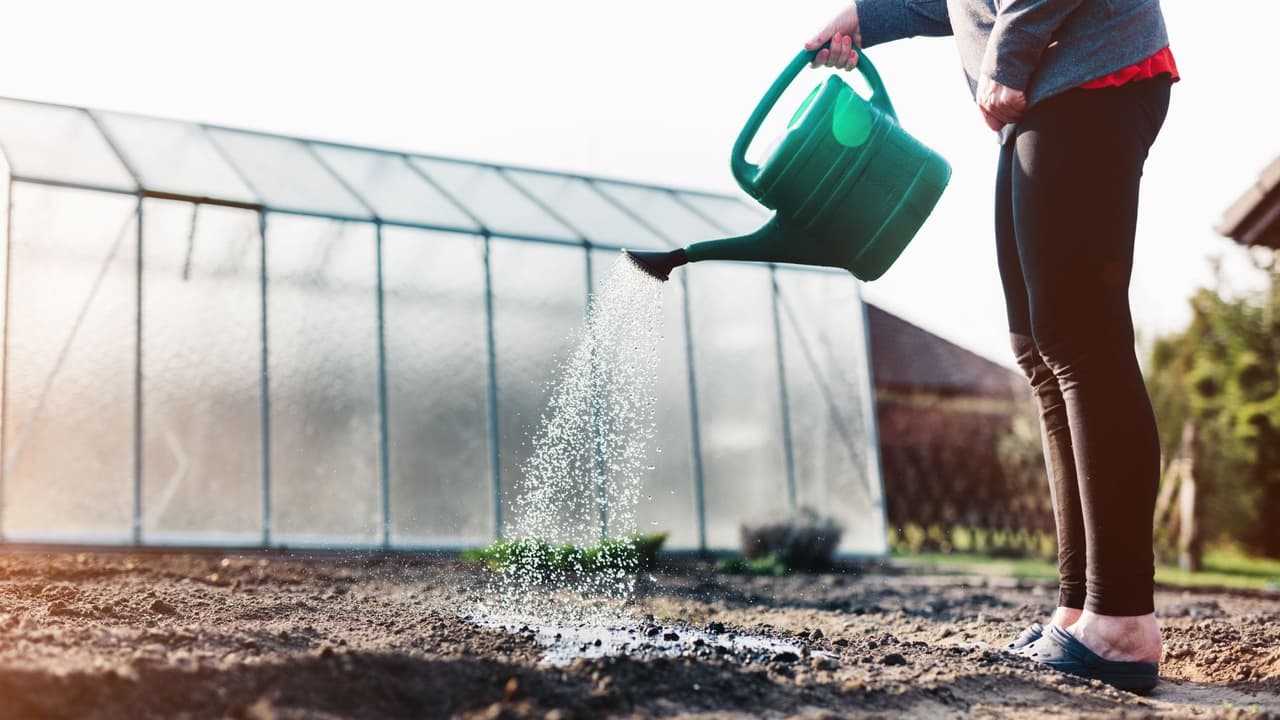 Riega tu jardín temprano, cuando las temperaturas son más frescas.
<br>