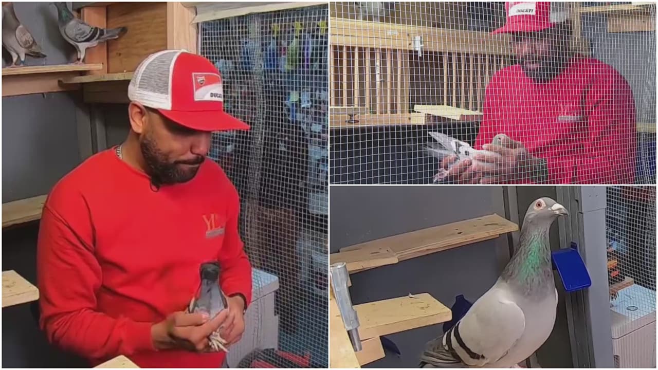 Patricia Fuenmayor, periodista de Univisión, falleció el 9 de junio de 2025. Uno de los últimos trabajos periodístico en Noticias Univision 41 narra la historia de Joan, un inmigrante cubano que mantiene viva la tradición centenaria de criar palomas mensajeras desde un sótano en el Alto Manhattan.