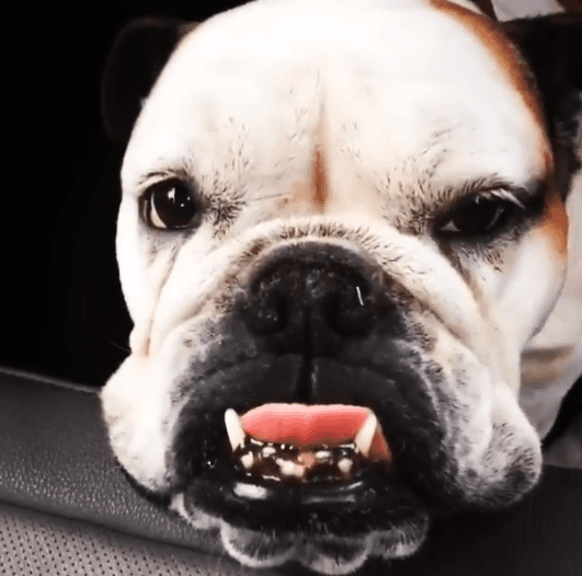 La relación que tiene Eugenio con su perrita bulldog es única, ya que la lleva hasta su trabajo para convivir con ella.