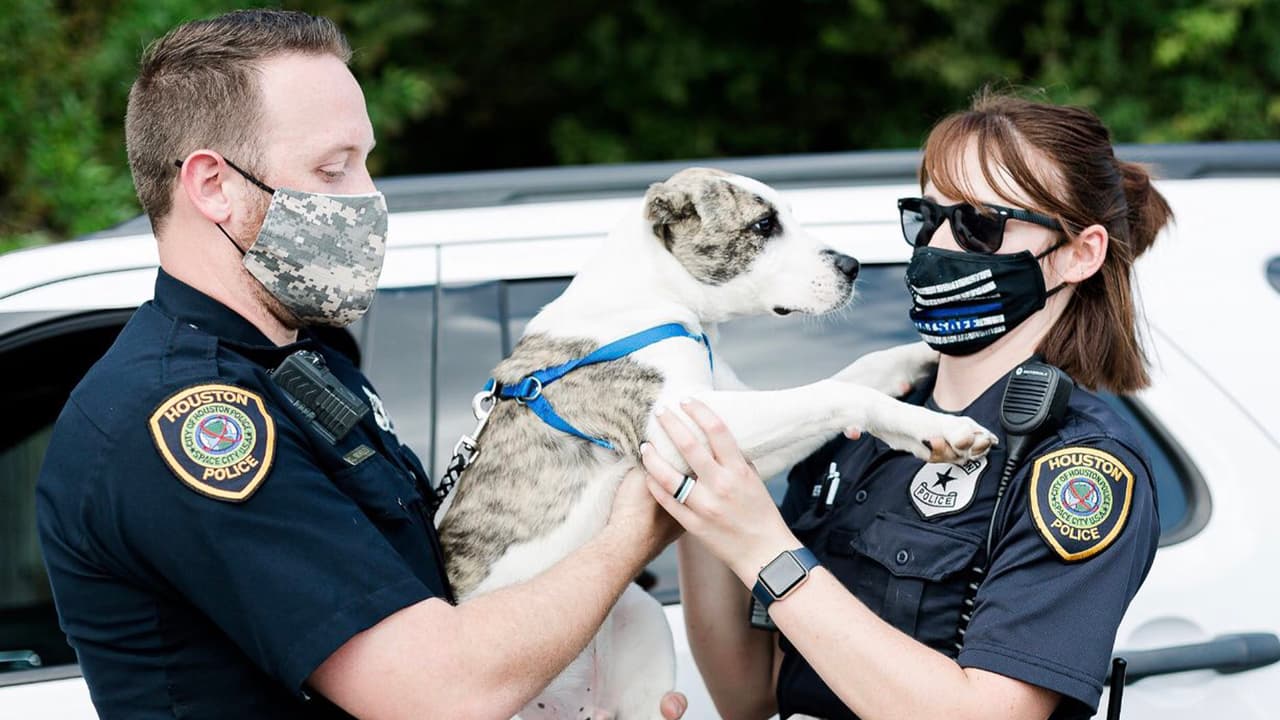 Tanto la Policía de Houston como SPCA estaban durante este jueves buscando al animal que fue "brutalmente golpeado".