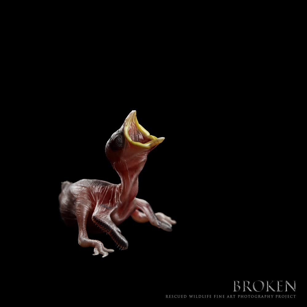 Gorrión rescatado por el Pelican Harbor Seabird Station situado en Miami, Florida. Junto a sus hermanos, fueron entregados en el centro de rescate cuando un jardinero, por no prestar atención, podó el arbol con su nido.