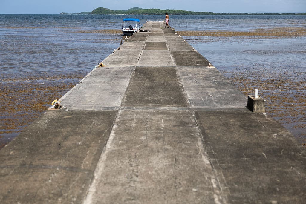 <b>Un fenómeno con efectos regionales: </b>Desde las Antillas Menores hasta la península de Yucatán, pasando por República Dominicana, Jamaica, Cuba y Puerto Rico, el sargazo impacta a gran parte del Caribe cada año.
<br>