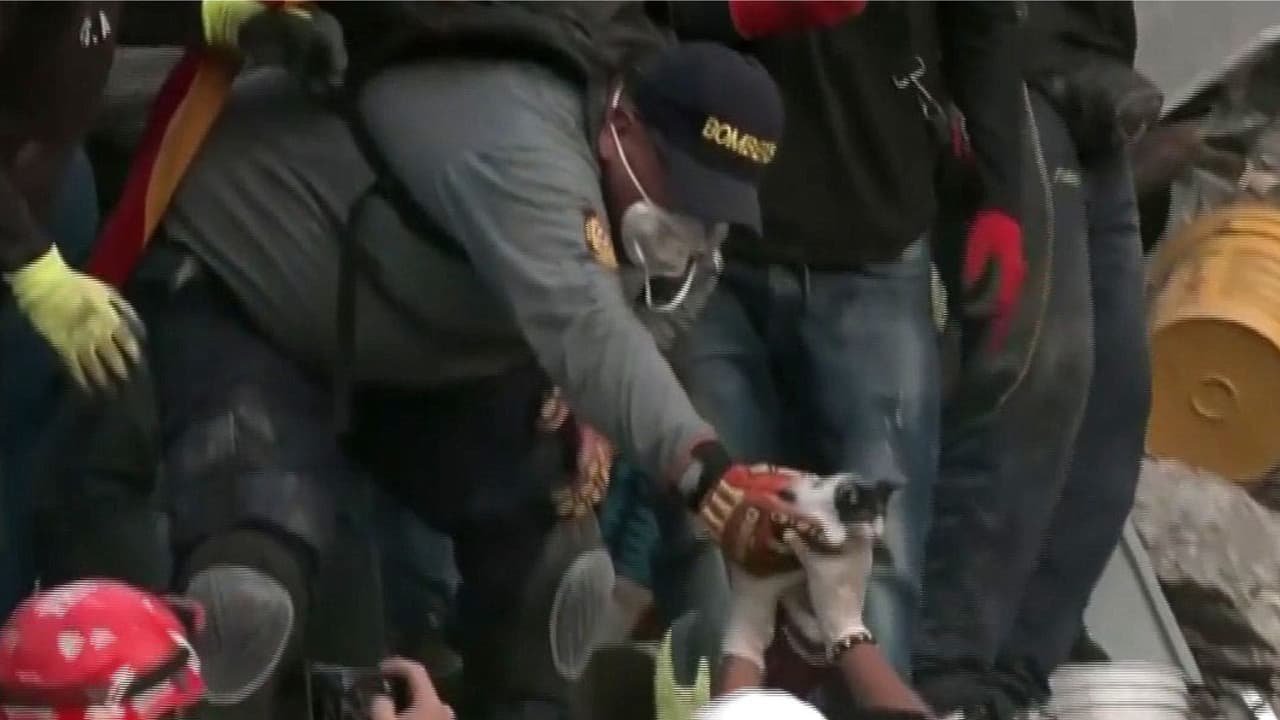 Así avanzan los rescates de mascotas y animales tras el terremoto en Colombia: ¿Cómo apoyar?