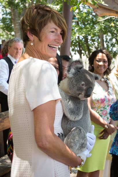 Australia ha llamado a preservar los eucaliptos, los árboles de los que los koalas se alimentan.