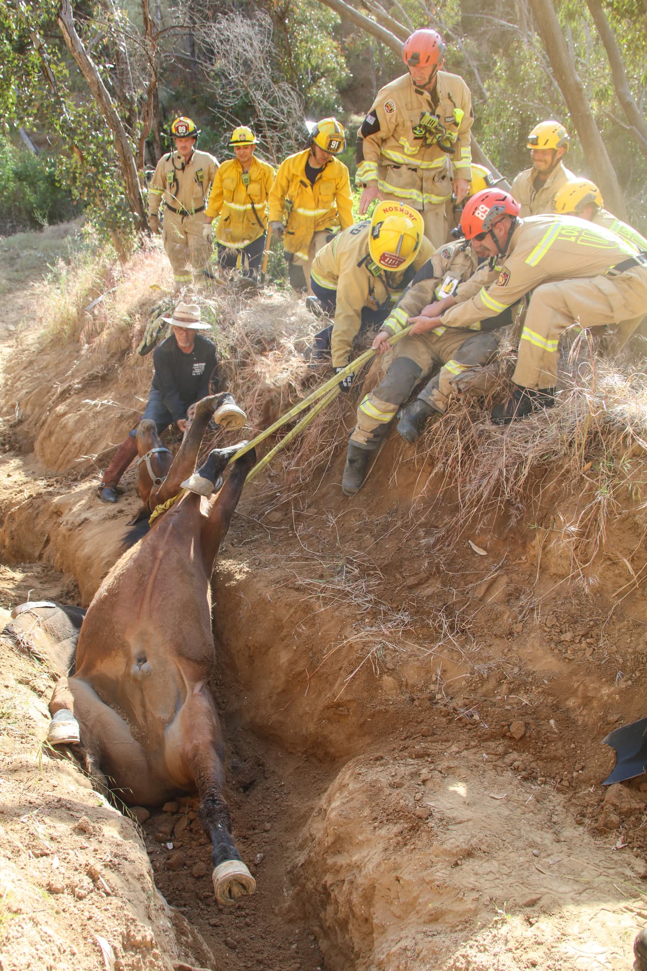 Inicialmente, aseguraron a Poncho con cuerdas, para mantener su columna lo más estable posible mientras se ejecutaba el proceso. La posición en la que quedó el caballo complicaba el uso de una grúa.