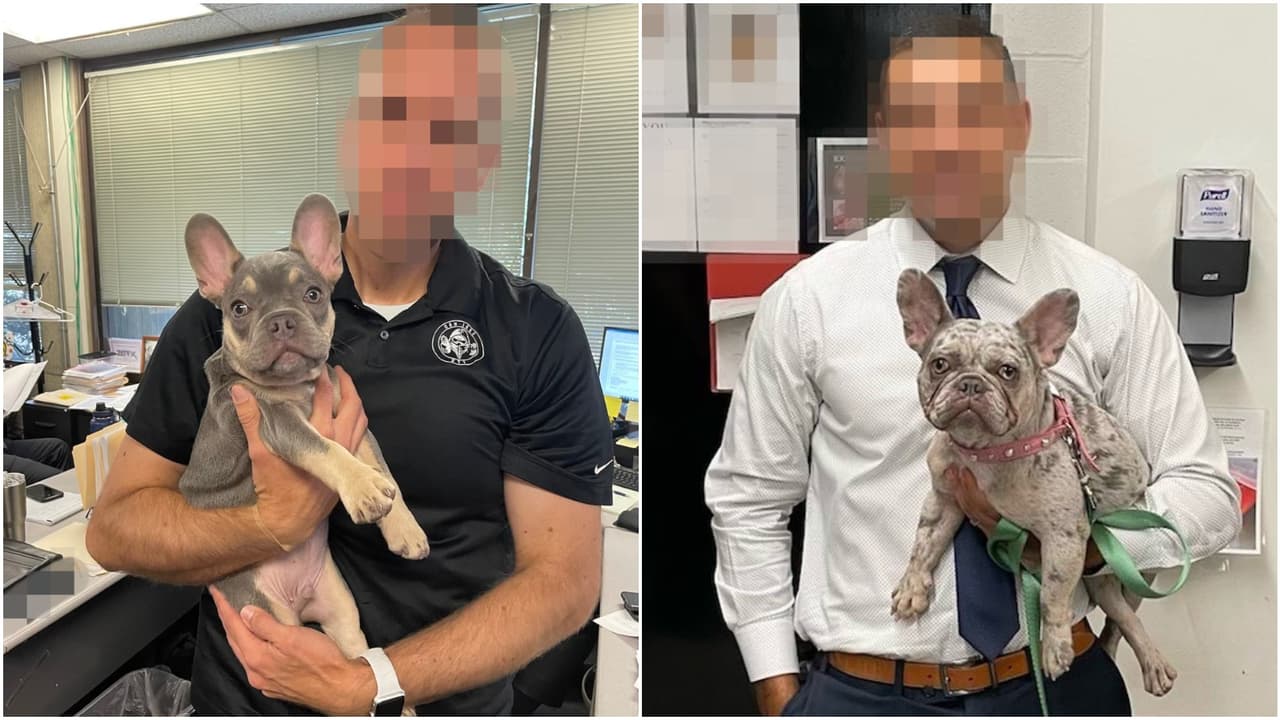 Recuperan dos bulldogs franceses con valor de $30,000 durante arresto de pandilleros en San José