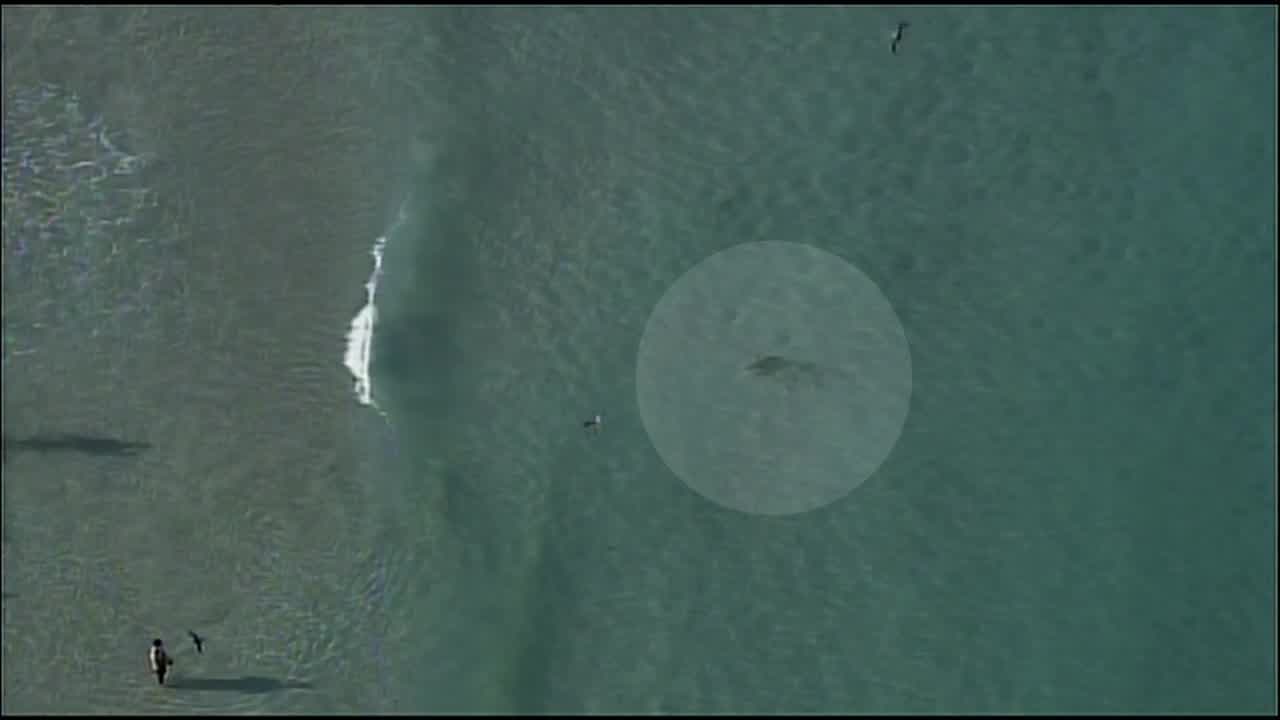 En video: tiburón merodea entre los bañistas cerca de una popular playa de Miami Beach