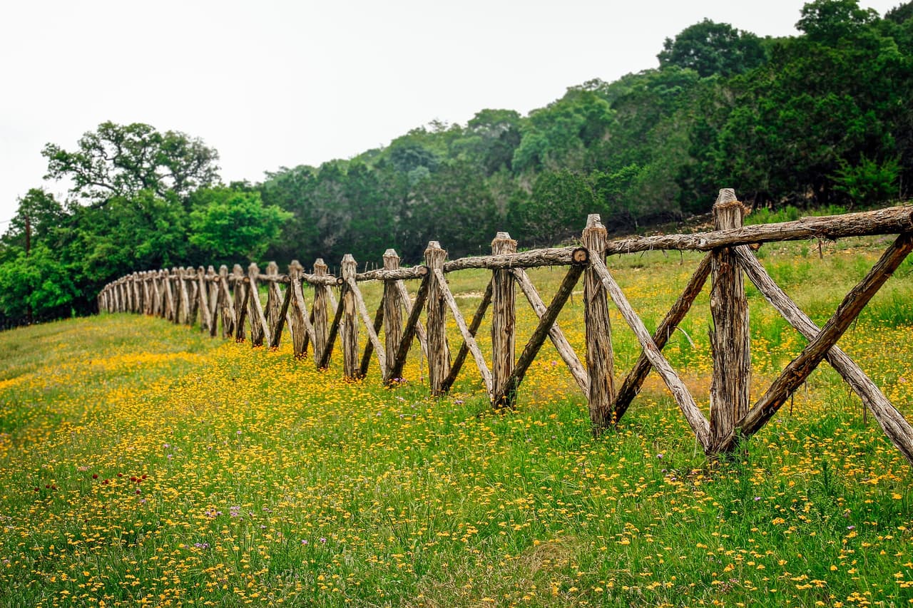 La próxima primavera podrás ver las bluebonnets apareciendo a lo largo de las carreteras de Texas. Esto es porque TxDOT planta las semillas a lo largo de los caminos. 
<br>Texas fue uno de los primeros estados en comenzar un programa como este.