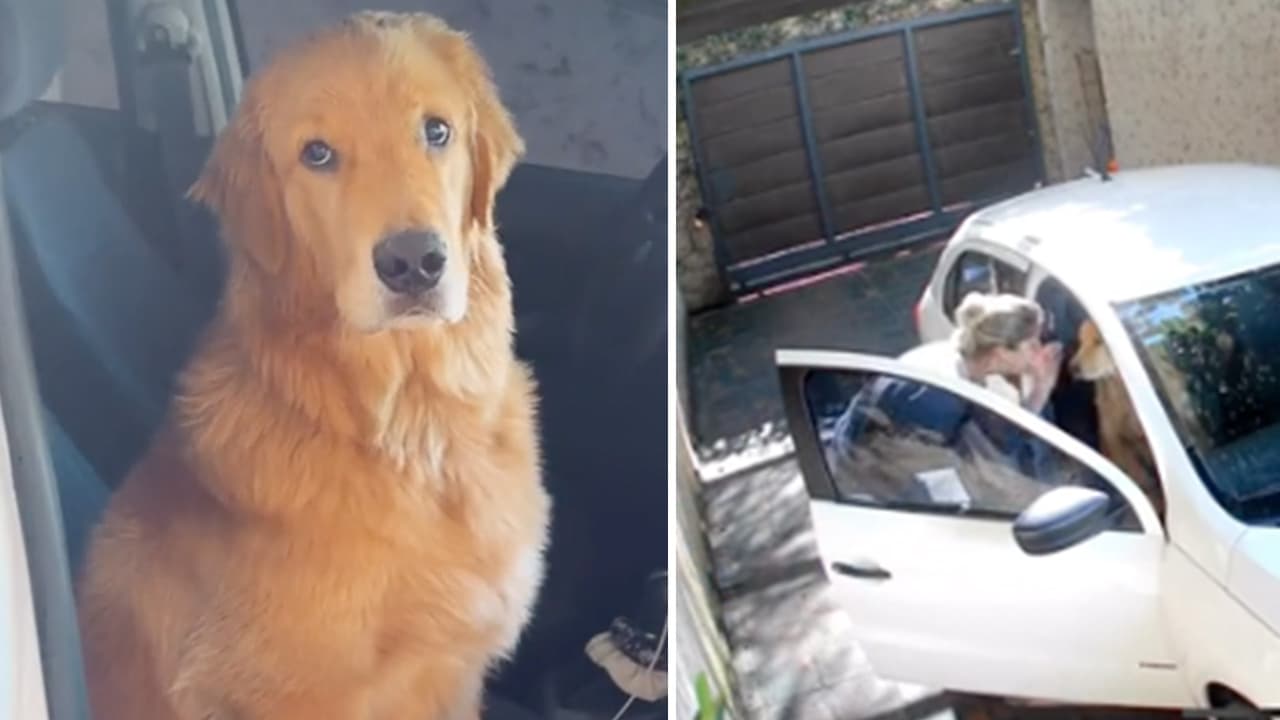 Perrito se sube al carro de su dueña para que lo lleve con ella al trabajo: video conmueve a Internet 
