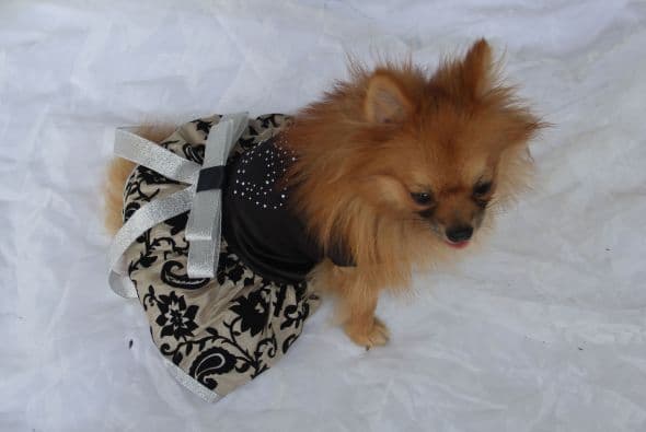 Puedes buscar desde elegantes vestidos para una ocasión especial, si tu perrito es niña.