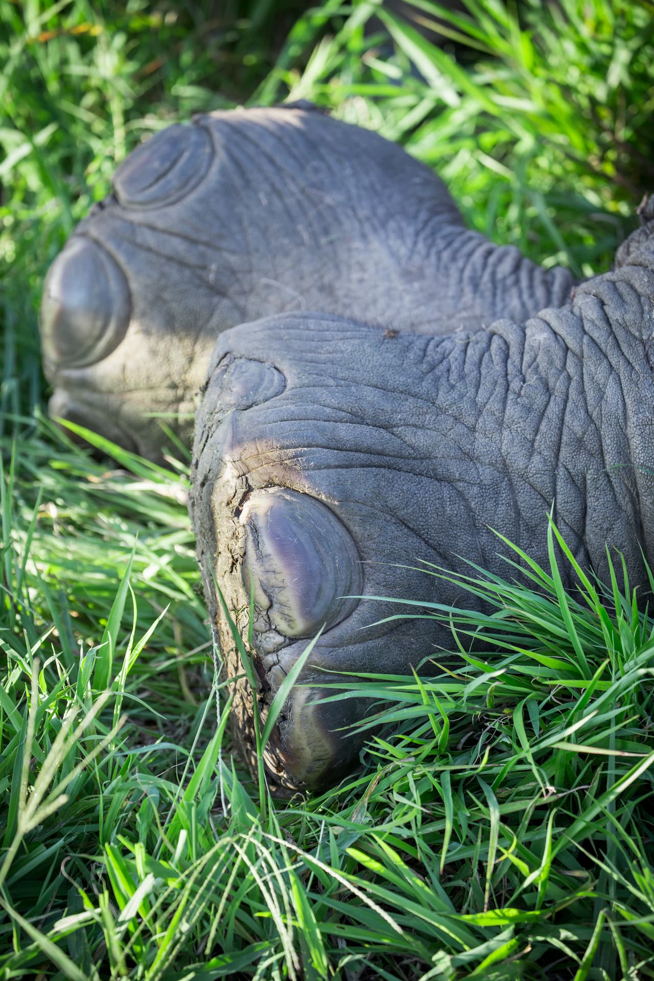 Lo primero que se hace es que se debe sedar al animal para poder acercarse a él sin que este se estrese. Las dosis son conocidas por los expertos y seguras tanto para los animales como para sus cuidadores.
