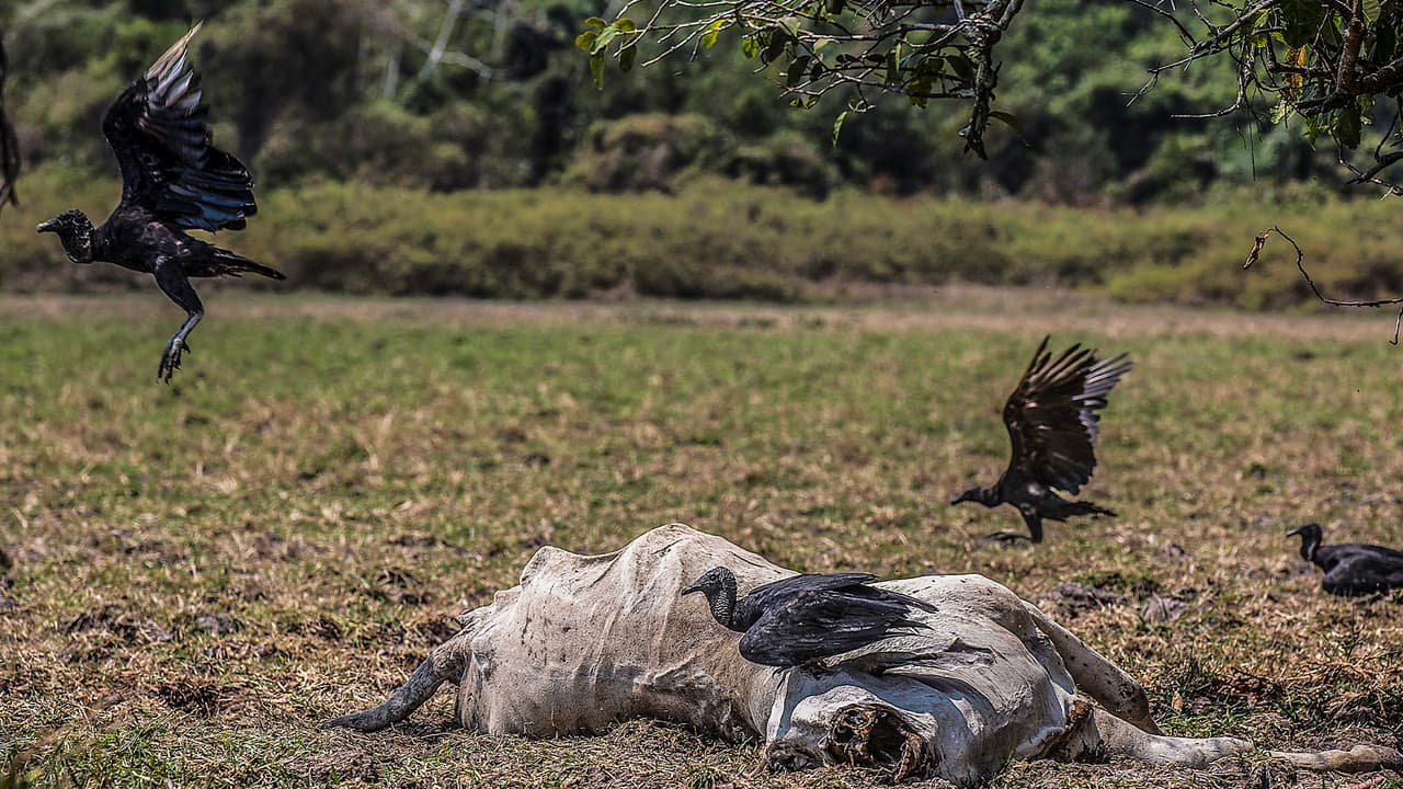 La señora que hizo el reporte a Noticias 45 comentó que vive por el área sureste de Houston y que está desesperada al ver a estos animales morir por un mito que no está comprobado por los expertos de la salud.