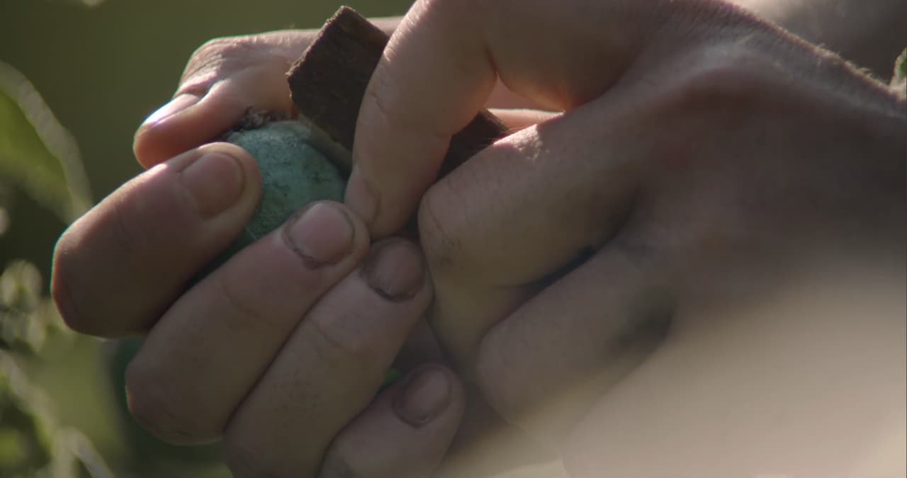 Las flores de amapola son cultivadas por los campesinos locales, quienes rallan con una pequeña navaja los bulbos de la flor para extraer la goma de opio que después será transformada en heroína. 