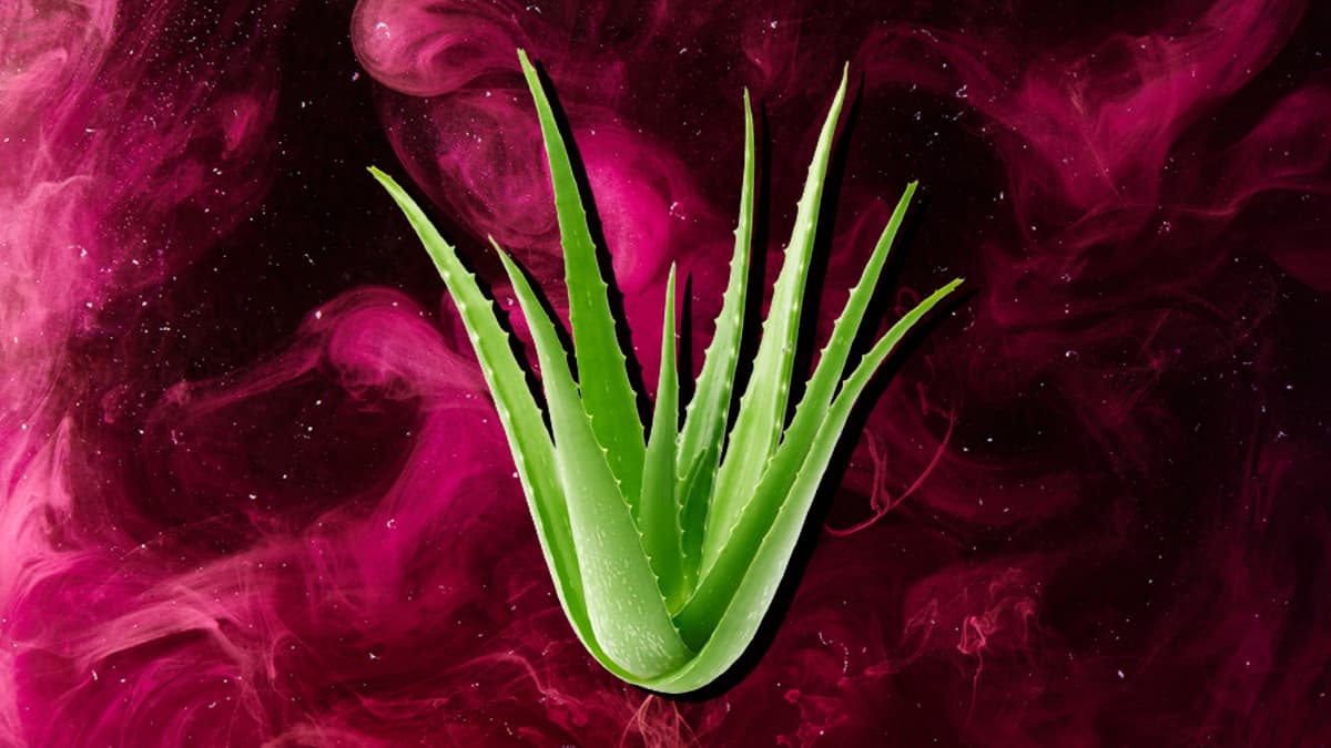 La sábila o aloe vera es una planta maravillosa que normalmente es celebrada por sus múltiples cualidades para la salud y belleza, pero también tiene sus usos dentro del esoterismo, que te contaremos a continuación.