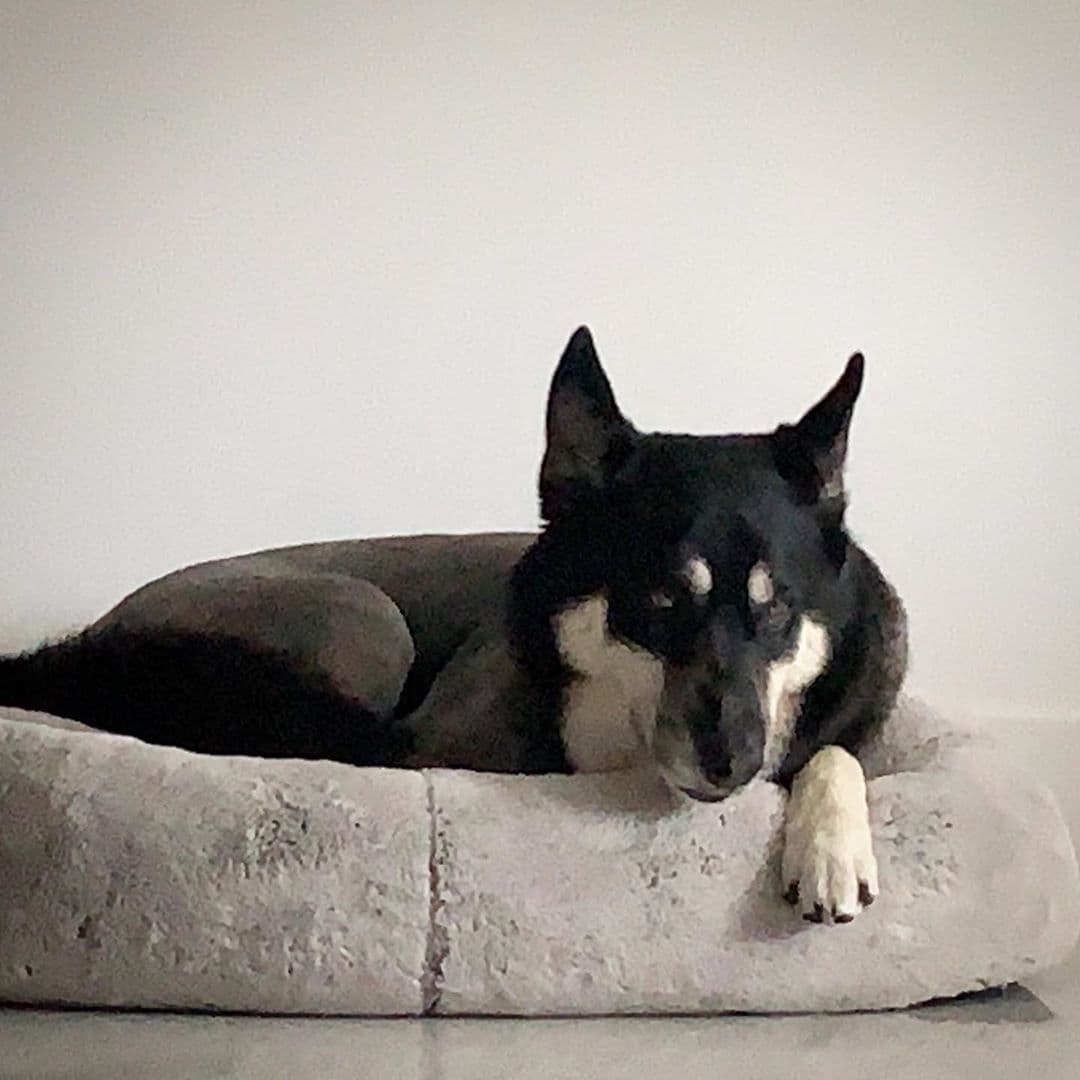 Y con esta hermosura, que hace compañía a nuestro Carlitos, nos despedimos por esta semana, pero te esperamos la próxima con mucho más de lo que tú necesitas, pero también de lo que te gusta.