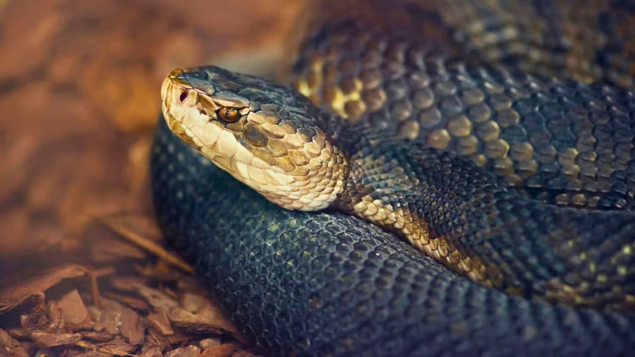 En Texas, la primavera 
<b>no solo trae flores y caminatas al aire libre.</b>
<br>También marca el regreso de un actor silencioso: 
<b>las serpientes. </b>
<br>No es un fenómeno nuevo ni extraordinario,
<b> es parte del ciclo natural del estado.</b> 
<br>
<a href="https://tpwd.texas.gov/" target="_blank">Texas Parks and Wildlife (TPWD</a>) explica que
<b> muchas especies pasan el invierno en refugios subterráneos y comienzan a salir cuando sube la temperatura,</b> entre finales de febrero y marzo. 
<br>Ese momento ya llegó en 2026. 
<br>Con él, aumenta la actividad y también
<b> la probabilidad de encontrarlas en espacios donde antes no estaban a la vista.</b>