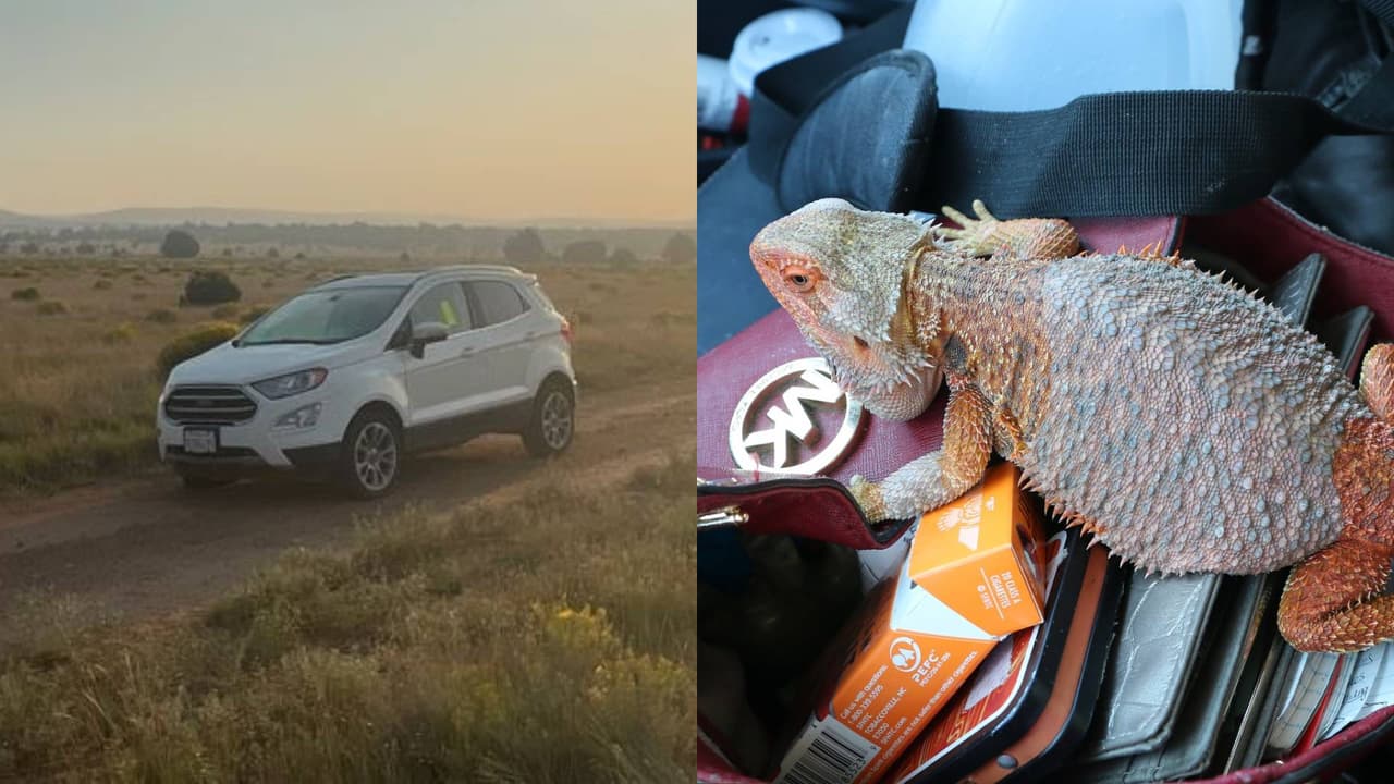 La joven viajaba con su mascota, un dragón barbudo llamado "Roz" o "Roxy".