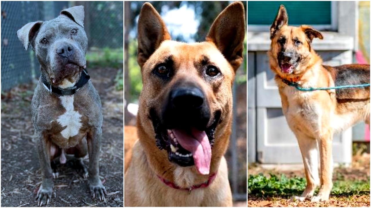 ¿Quieres adoptar un perro? El refugio de animales de Oakland tiene más de 100 caninos disponibles