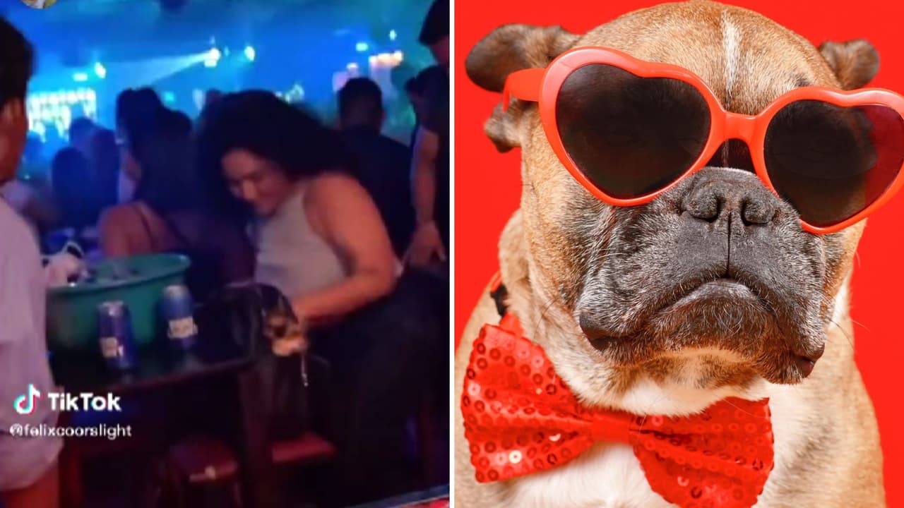 No tenía quien cuidara a su perro y lo llevó al club nocturno: “Bailaron el paso del perrito”
