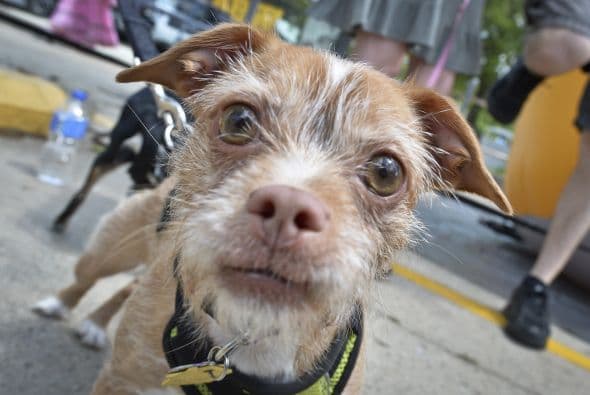 Decenas de perritos se disfrazaron y personificaron en tradicionales vestimentas para festejar el 5 de Mayo.