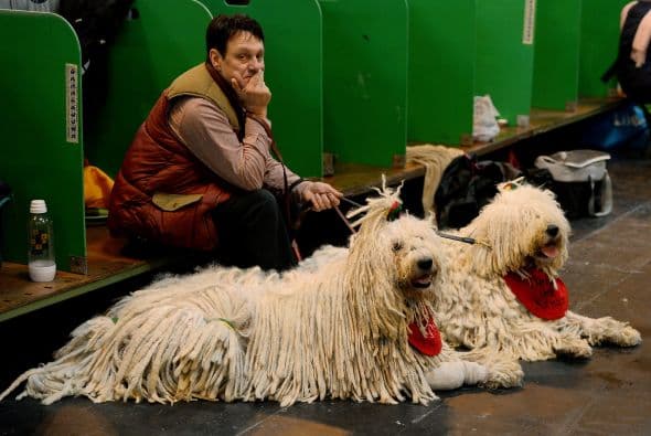 Y algunos más se despreocuparon de la cepillada pues su pelo al natural es lo más lógico en su raza.