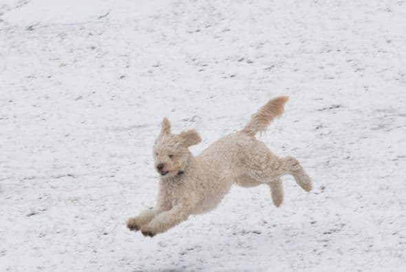 Pero los humanos no son los únicos que se divierten entre la nieve.