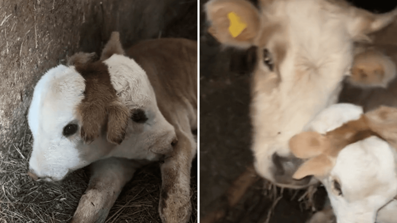 Nace vaquita de dos cabezas y asombra a todos: videos de cómo vive se hacen virales en TikTok