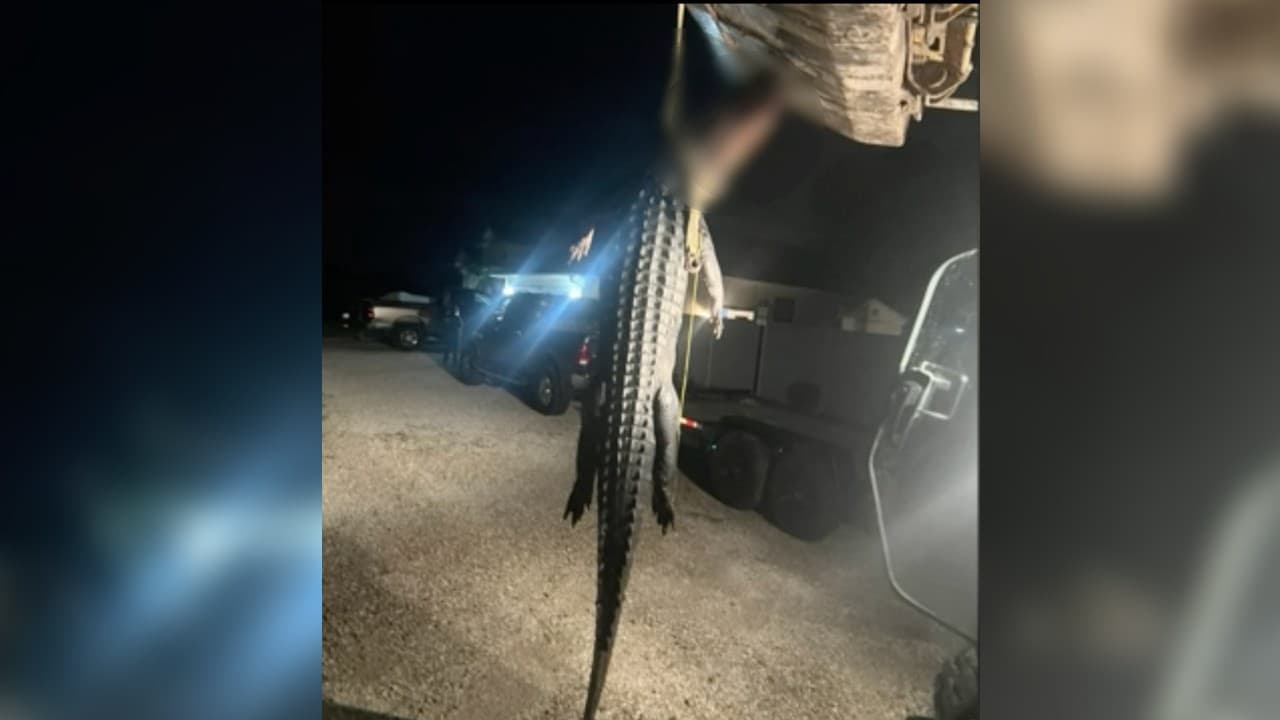 Cazan caimán de 500 libras que "molestó" durante años a una familia de Florida