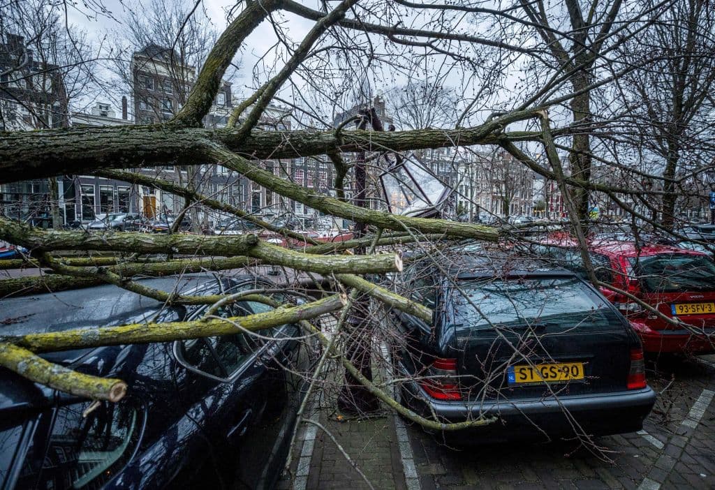 Un árbol caido sobre varios coches este sábado en Ámsterdam, Países Bajos.