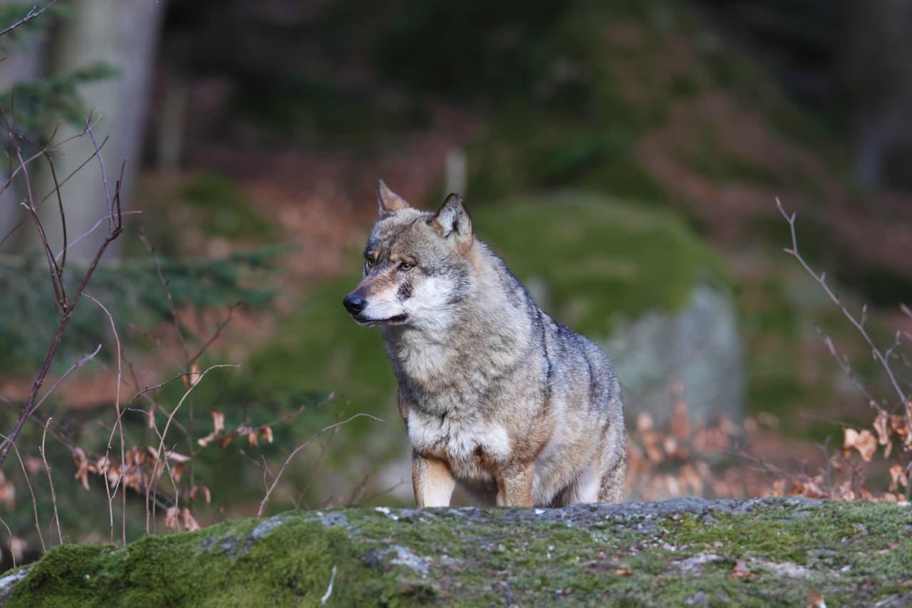 Una nueva propuesta de la administración Trump podría perjudicar a los lobos grises mexicanos