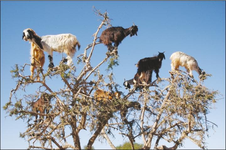 Estas cabras de África son asombrosas no solo por trepar a los árboles