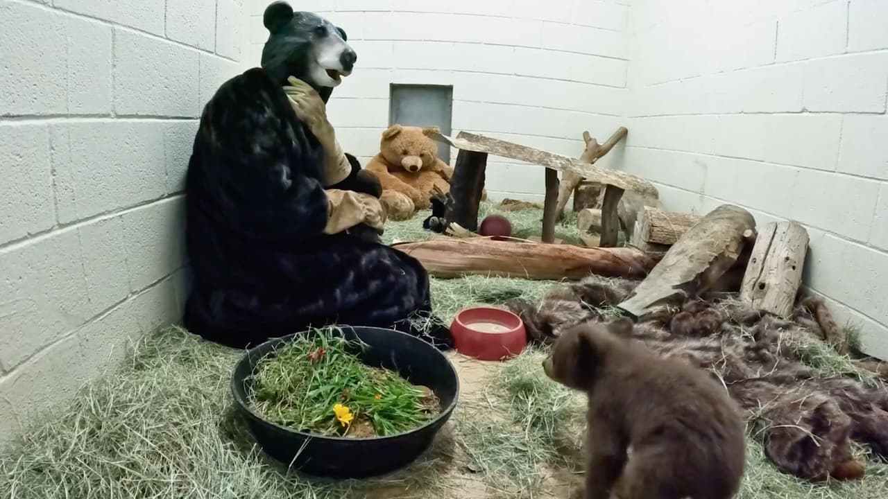 Usan trajes y marionetas para criar animales sin contacto humano