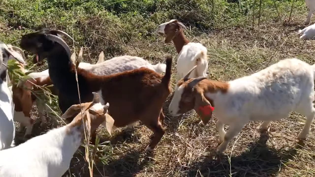 Son un total de 150 cabras que trajeron a esta área como parte del programa ecológico de la ciudad de
<a href="https://www.univision.com/local/houston-kxln/">Houston. </a>