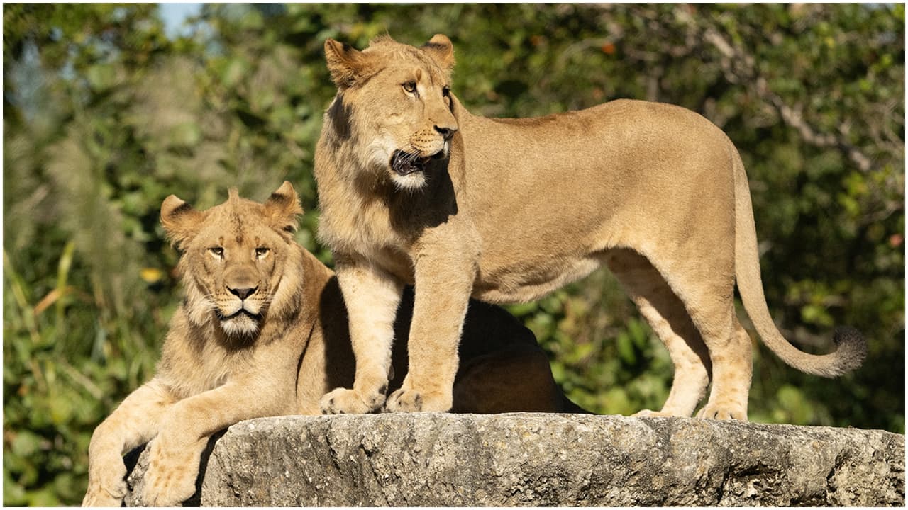 Azizi y Jasiri: los dos nuevos leones del Zoológico de Miami disfrutaron de su hábitat