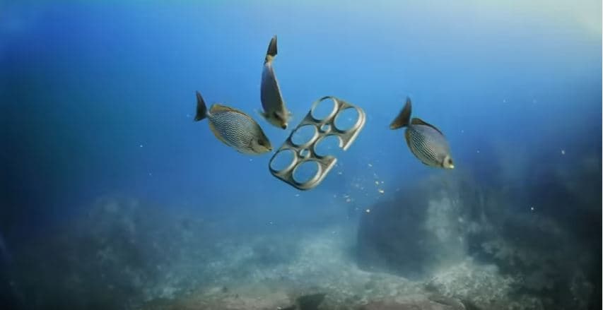 Cervecería de Florida crea anillos biodegradables para cervezas