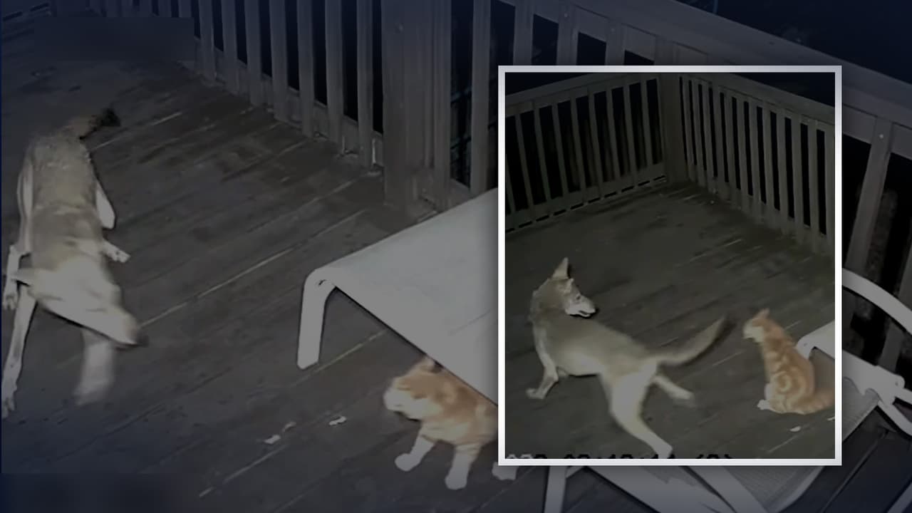 Captan en video enfrentamiento entre un coyote y un gato en Surfside Beach