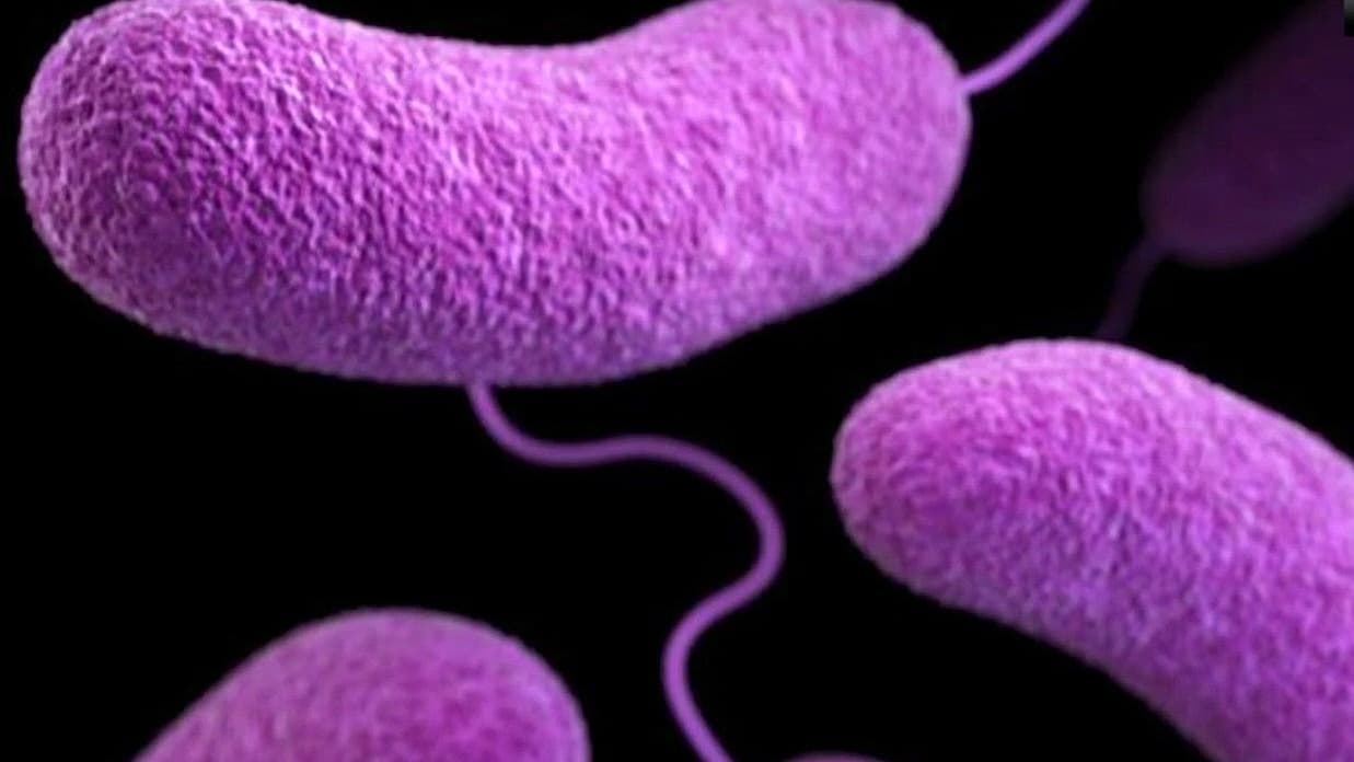 ¿Bacteria comecarne, qué hace y cómo destruye el tejido muscular? ya hay una muerte y 11 contagios
