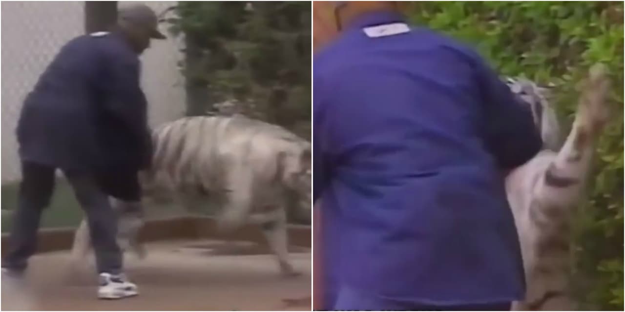 Se supo que el boxeador gastaba más de $8,000 dólares mensuales en sus felinos y se deshizo de ellos por el enorme gasto que representaba además de que dijo fue atacado por uno de ellos.