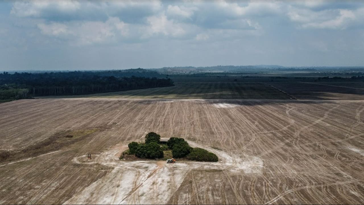 Imagen de una zona deforestada.