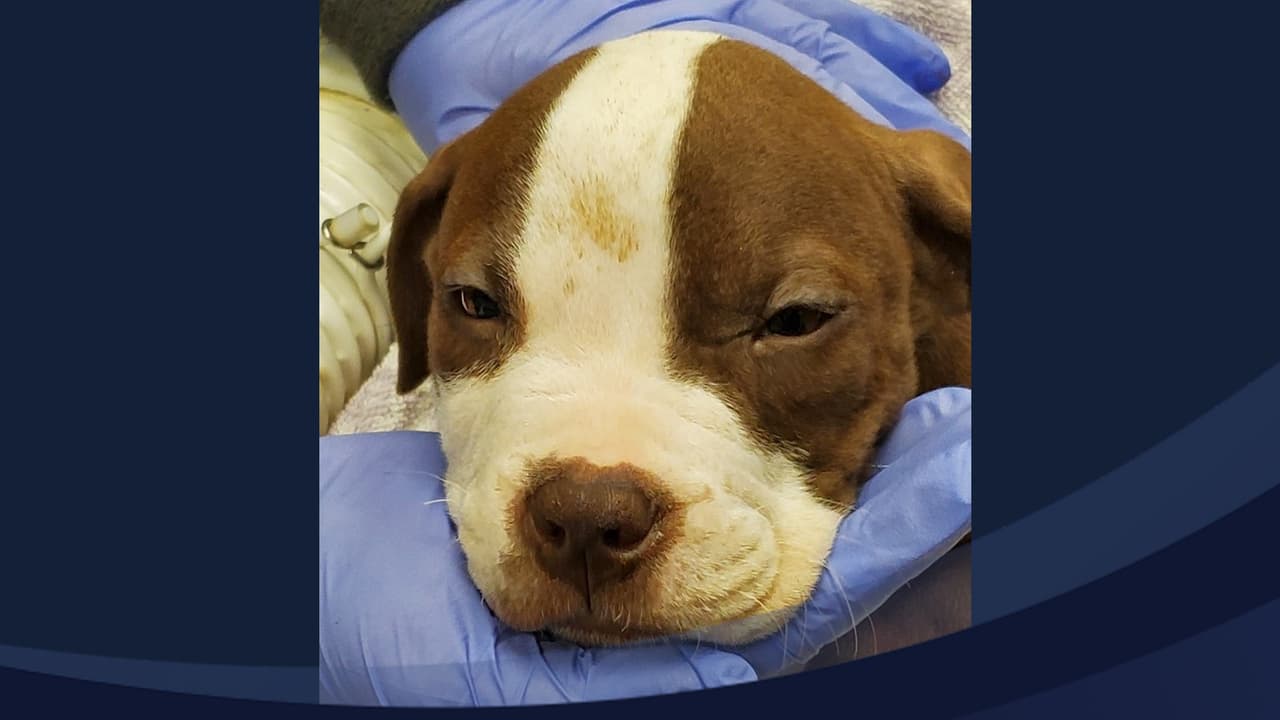 Buscan a sospechoso de disparar contra un perro en la ciudad de Dallas 