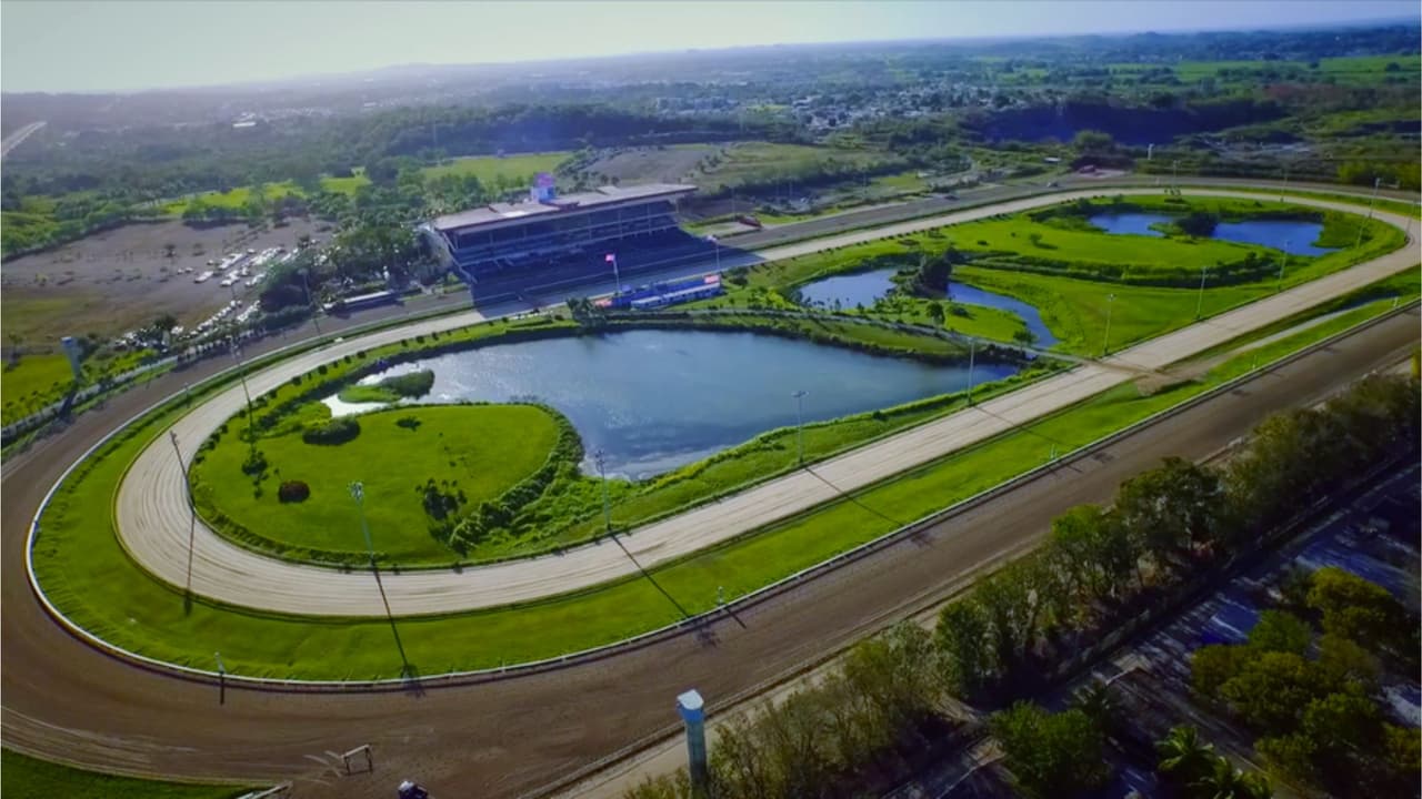 Investigan la muerte de 35 gatos hallados en un hipódromo