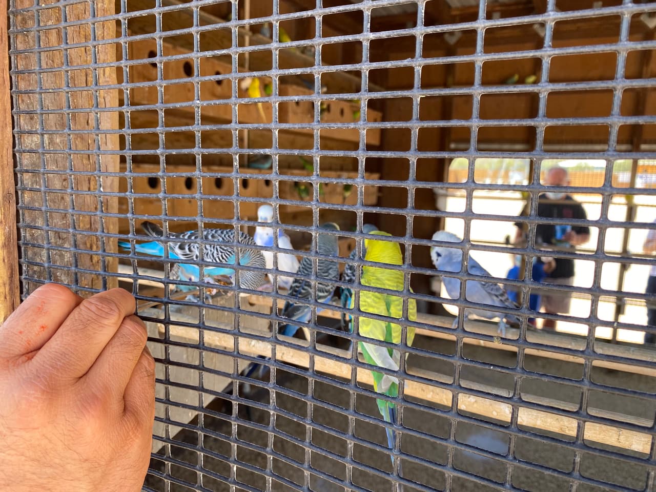 Parajos de diferentes clasificaciones se pueden observar en la granja y también es permitido alimentarlos.
