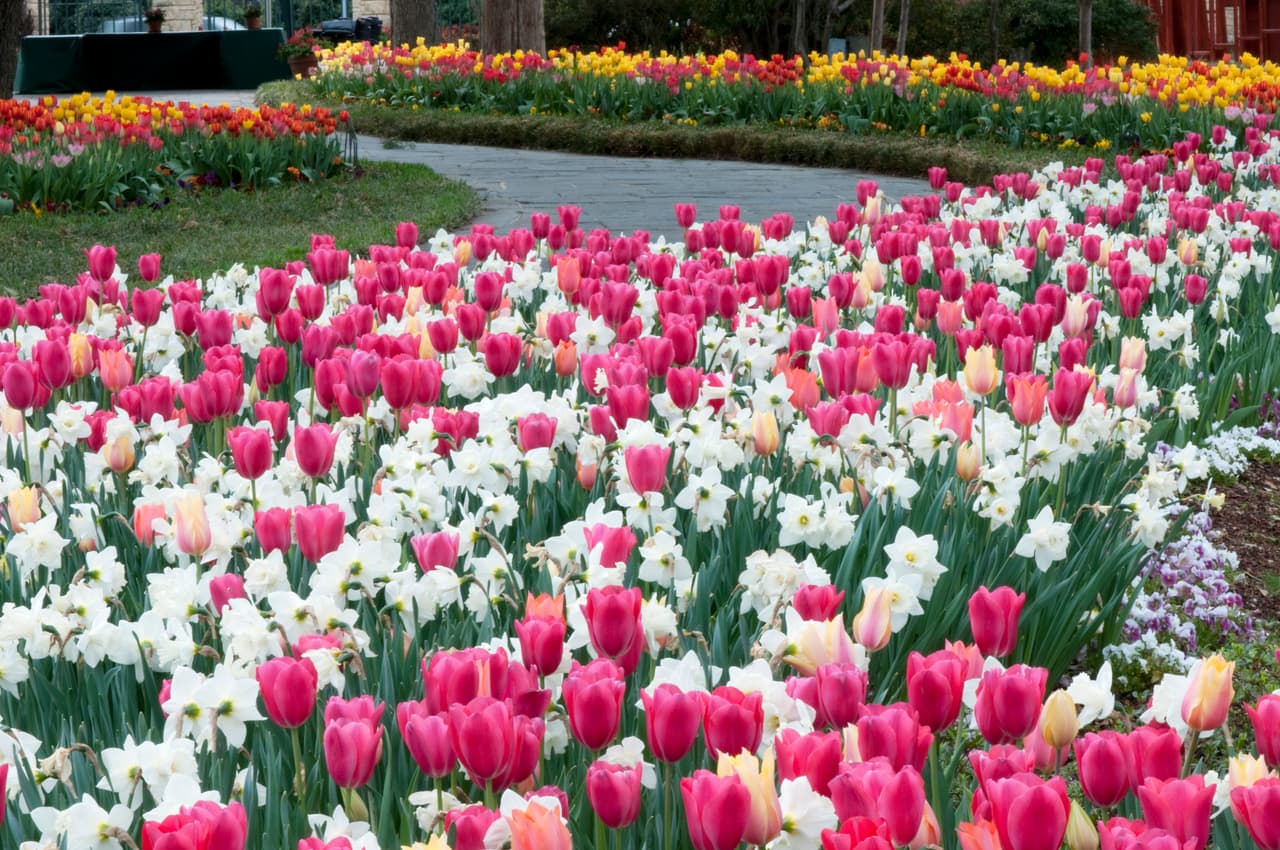 "A Picture’s Worth a Thousand Words" es la exhibición de primavera del Dallas Arboretum que estará hasta el 8 de abril del 2024. El Dallas Arboretum se ubica en el 8525 Garland Road, en Dallas.