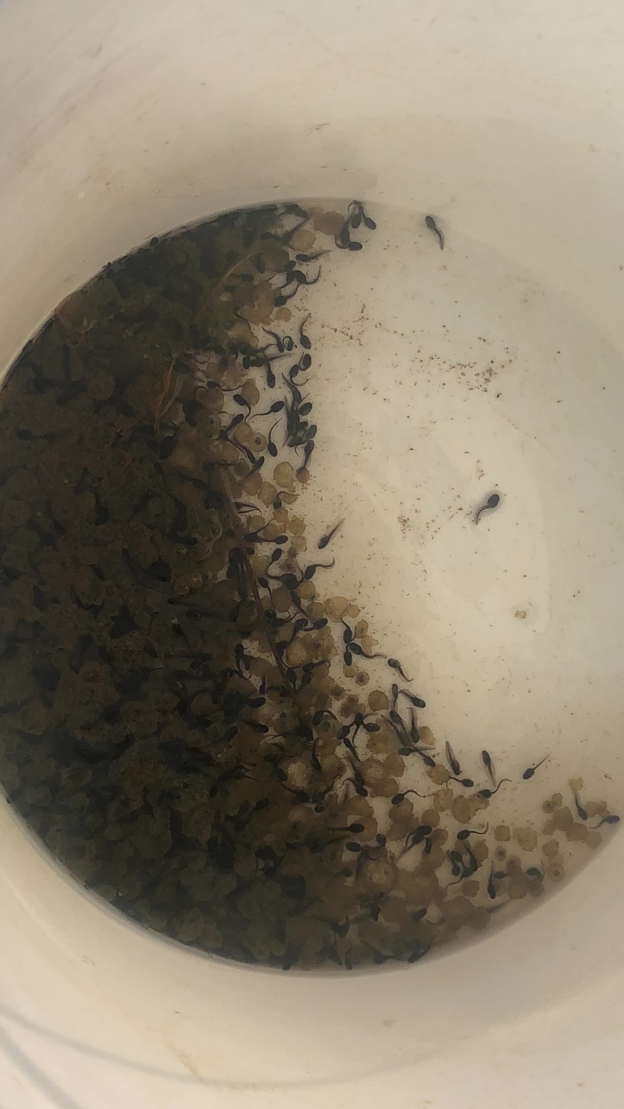 También, se incrementa el riesgo de plagas para cultivos y la pérdida de oportunidades para la cura de muchas enfermedades, las cuales están siendo tratadas con medicinas producidas con base en alcaloides,toxinas y demás exudados provenientes de la piel de estos animales. 
<br>