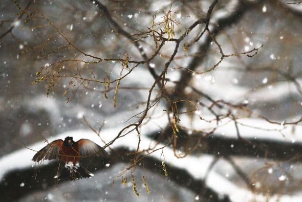 El frío, la nieve y los árboles desnudos impiden la fabricación de nidos.