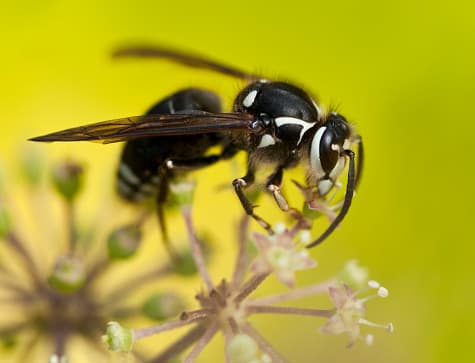 <b>Hornets</b>
<br>"Avispón" es un término que se usa a menudo para describir avispas y avispas amarillas. “El avispón Baldfaced es el único "avispón" que se sabe que existe en Texas, a pesar de que este insecto es en realidad un tipo de chaqueta amarilla”, según explica Texas Bee Inspection en su página web.
