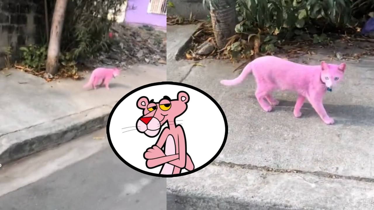 Gatito pintado de rosa provoca acalorado debate en redes sociales: “¿Eso es maltrato animal?”